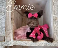 AKC Emmie, a female Miniature Schnauzer for sale in Orem, UT – Photo 3 of 6