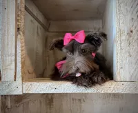 AKC Emmie, a female Miniature Schnauzer for sale in Orem, UT – Photo 6 of 6