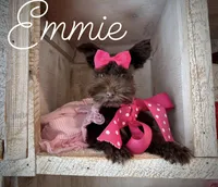 AKC Emmie, a female Miniature Schnauzer for sale in Orem, UT – Photo 2 of 6