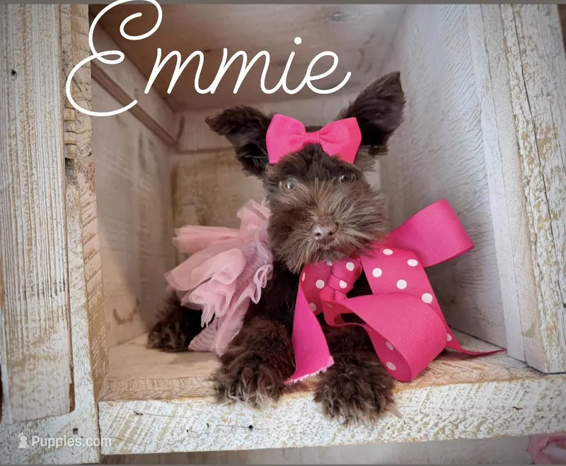 AKC Emmie – Miniature Schnauzer puppy for sale in Orem, UT