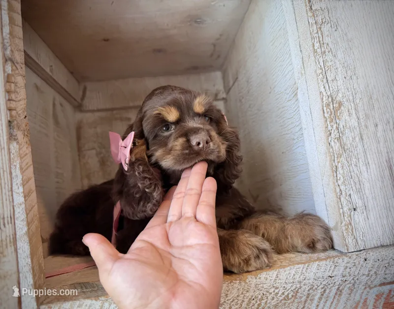 AKC Mocha - Champion lines – Cocker Spaniel puppy for sale in Orem, UT