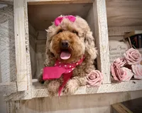 AKC Oachie, a female Poodle - Miniature  for sale in Orem, UT – Photo 4 of 4