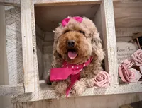 AKC Oachie, a female Poodle - Miniature  for sale in Orem, UT – Photo 3 of 4