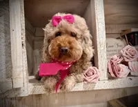 AKC Oachie, a female Poodle - Miniature  for sale in Orem, UT – Photo 2 of 4