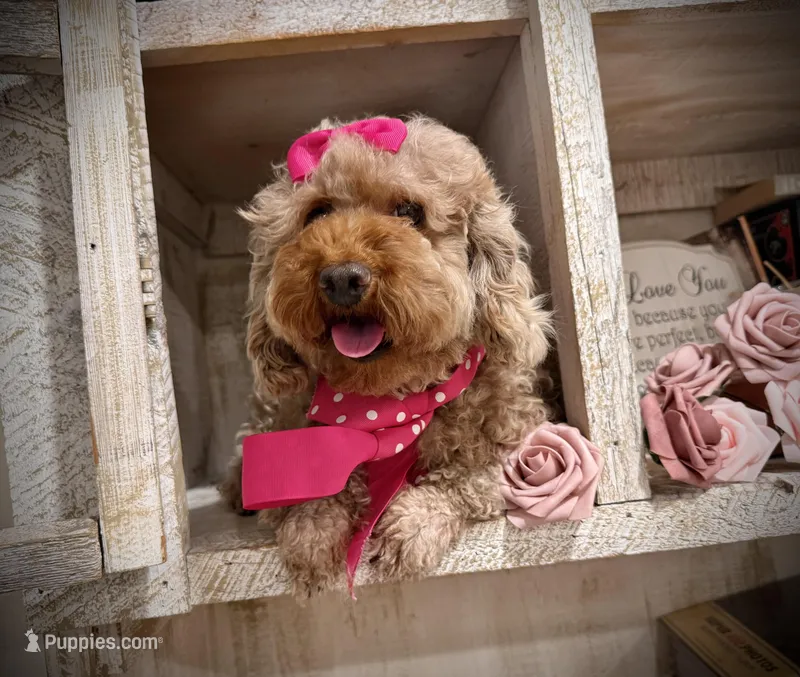 AKC Oachie – Poodle - Miniature  puppy for sale in Orem, UT