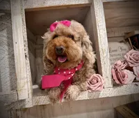 AKC Oachie, a female Poodle - Miniature  for sale in Orem, UT – Photo 1 of 4