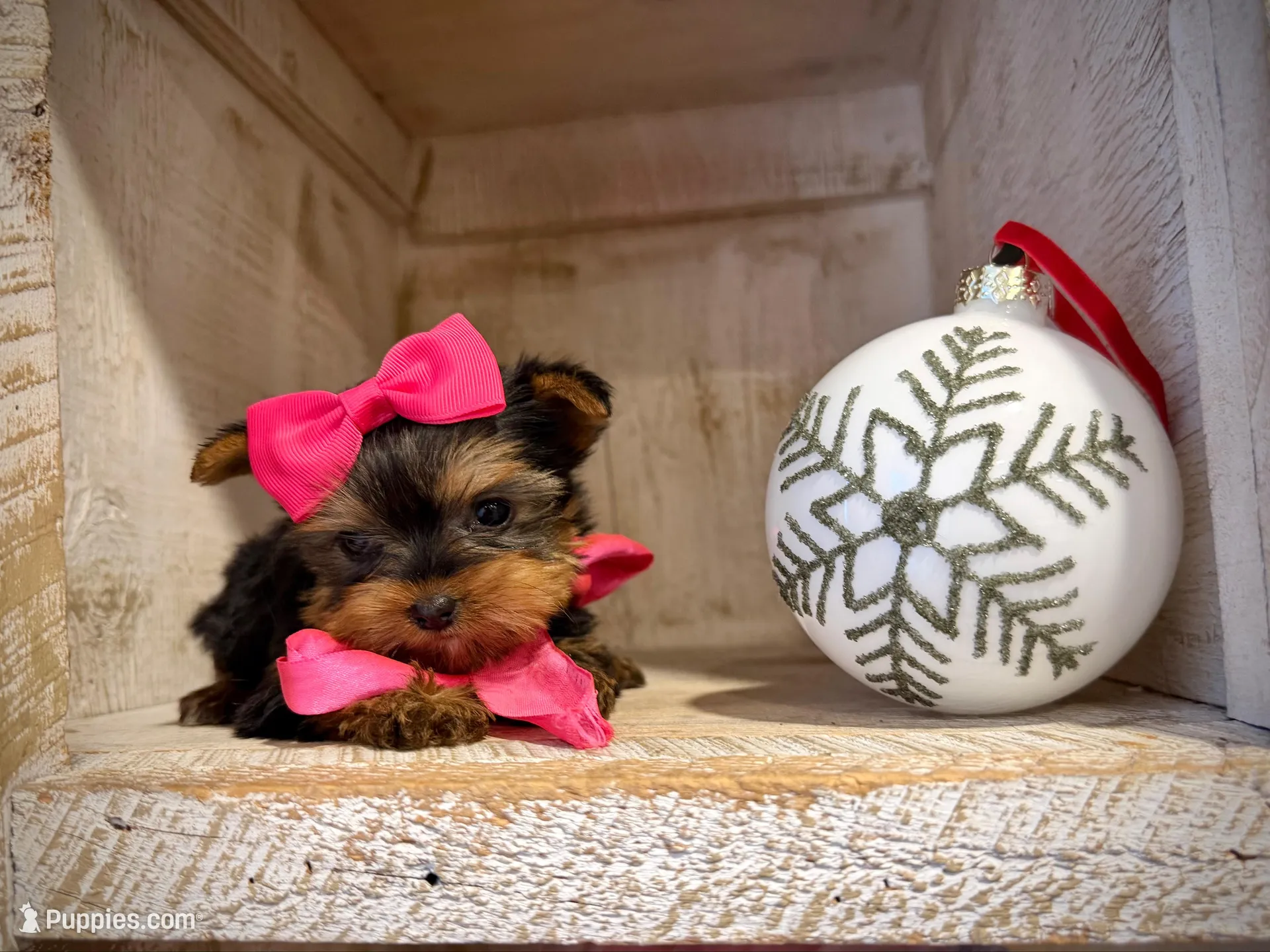 AKC Teeny Bella – Yorkshire Terrier puppy for sale in Orem, UT