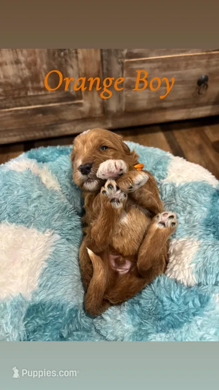 Orange boy 