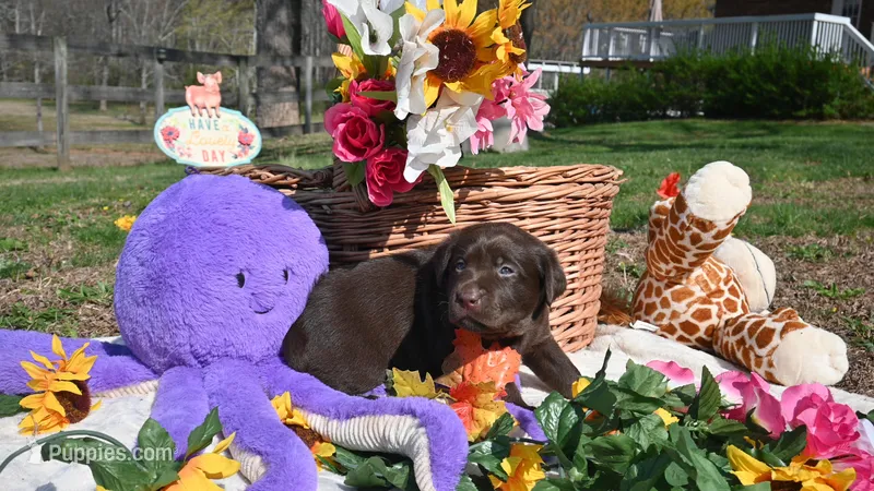 Kai – Labrador Retriever puppy for sale in Conover, NC
