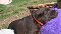 Kai, a female Labrador Retriever for sale in Conover, NC – Photo 5 of 9
