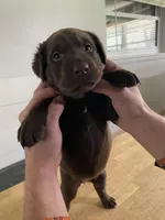 Kai, a female Labrador Retriever for sale in Conover, NC – Photo 7 of 9