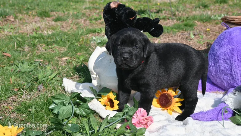 Saxon  – Labrador Retriever puppy on hold in Conover, NC