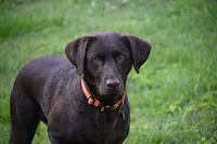 Huxley, a male Labrador Retriever for sale in Conover, NC – Photo 6 of 7