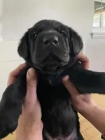 O'Ryan, a male Labrador Retriever for sale in Conover, NC – Photo 8 of 10