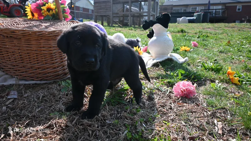 O'Ryan – Labrador Retriever puppy for sale in Conover, NC
