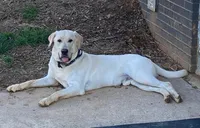 McLovin, a male Labrador Retriever for sale in Conover, NC – Photo 7 of 7