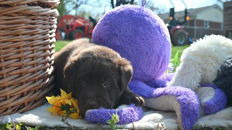McLovin – Labrador Retriever puppy for sale in Conover, NC