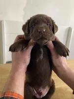 McLovin, a male Labrador Retriever for sale in Conover, NC – Photo 5 of 7