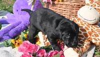 Rocco, a male Labrador Retriever for sale in Conover, NC – Photo 6 of 10