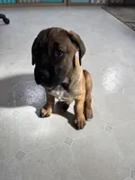 Latte, a female Cane Corso for sale in Sun Prairie, WI – Photo 4 of 4