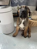 Latte, a female Cane Corso for sale in Sun Prairie, WI – Photo 1 of 4