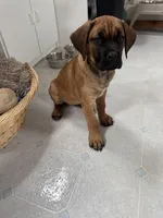 teal, a female Cane Corso for sale in Sun Prairie, WI – Photo 2 of 4