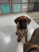 teal, a female Cane Corso for sale in Sun Prairie, WI – Photo 3 of 4