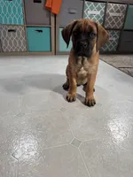 teal, a female Cane Corso for sale in Sun Prairie, WI – Photo 4 of 4