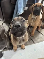 Violet, a female Cane Corso for sale in Sun Prairie, WI – Photo 2 of 4