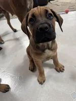 Clapper, a male Cane Corso for sale in Sun Prairie, WI – Photo 4 of 4