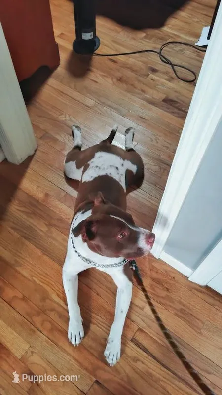 Gizmo, a male American Pit Bull Terrier for sale in Detroit, MI – Photo 1 of 4