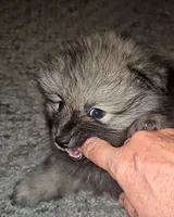 Tank, a male Pomeranian for sale in North Houston, TX – 6 of 10