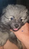 Tank, a male Pomeranian for sale in North Houston, TX – 4 of 10