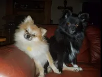 Tank, a male Pomeranian for sale in North Houston, TX – 8 of 10