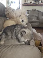 Tank, a male German Spitz and Pomeranian for sale in North Houston, TX – 2 of 7