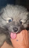Tank, a male Pomeranian for sale in North Houston, TX – 2 of 10