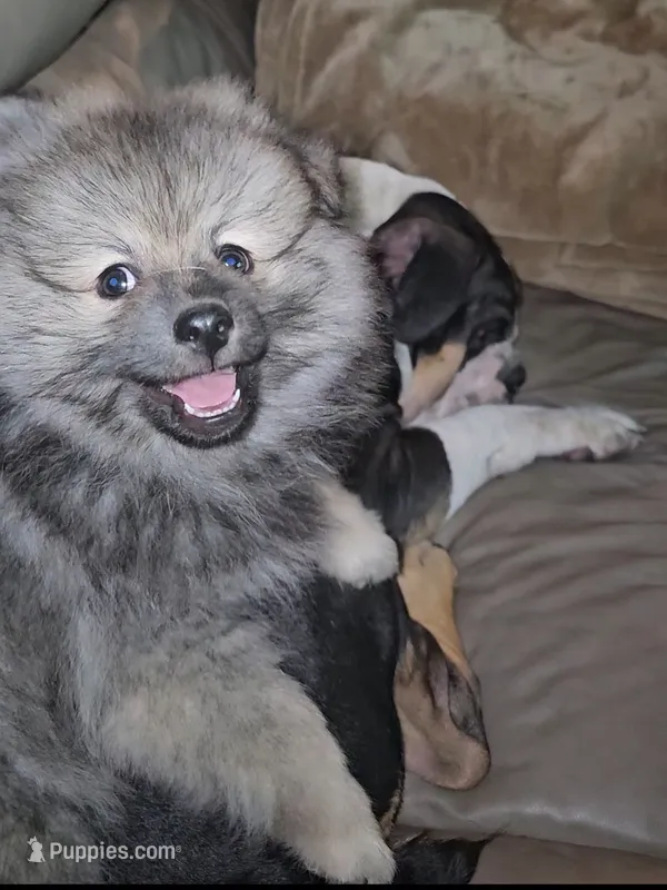 Tank – German Spitz, Pomeranian puppy on hold in North Houston, TX