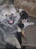 Tank, a male German Spitz and Pomeranian for sale in North Houston, TX – 1 of 7