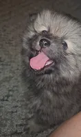 Tank, a male Pomeranian for sale in North Houston, TX – 3 of 10