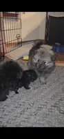 Tank, a male Pomeranian for sale in North Houston, TX – 10 of 10
