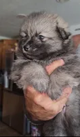 Tank, a male Pomeranian for sale in North Houston, TX – 7 of 10
