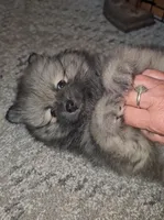 Tank, a male Pomeranian for sale in North Houston, TX – 5 of 10
