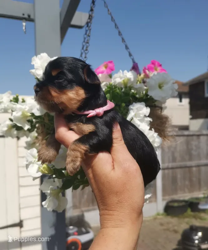 Teddy – Yorkshire Terrier puppy for sale in Orlando, FL
