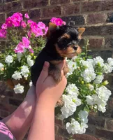 Teddy, a male Yorkshire Terrier for sale in Orlando, FL – 2 of 5