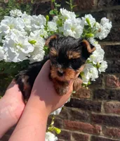 Teddy, a male Yorkshire Terrier for sale in Orlando, FL – 3 of 5