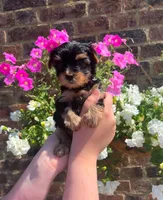 Teddy, a male Yorkshire Terrier for sale in Orlando, FL – 5 of 5