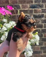 Teddy, a male Yorkshire Terrier for sale in Orlando, FL – 4 of 5