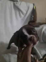 Randy, a male Boston Terrier for sale in Reeds Spring, MO – Photo 1 of 3
