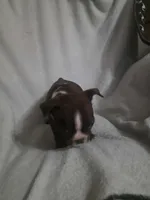 Randy, a male Boston Terrier for sale in Reeds Spring, MO – Photo 2 of 3