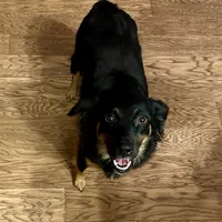 Zoomie, a female Miniature American Shepherd for sale in Prairie Grove, AR – Photo 2 of 2